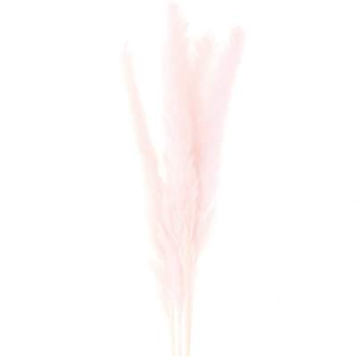 Getrocknetes Pampasgras pink