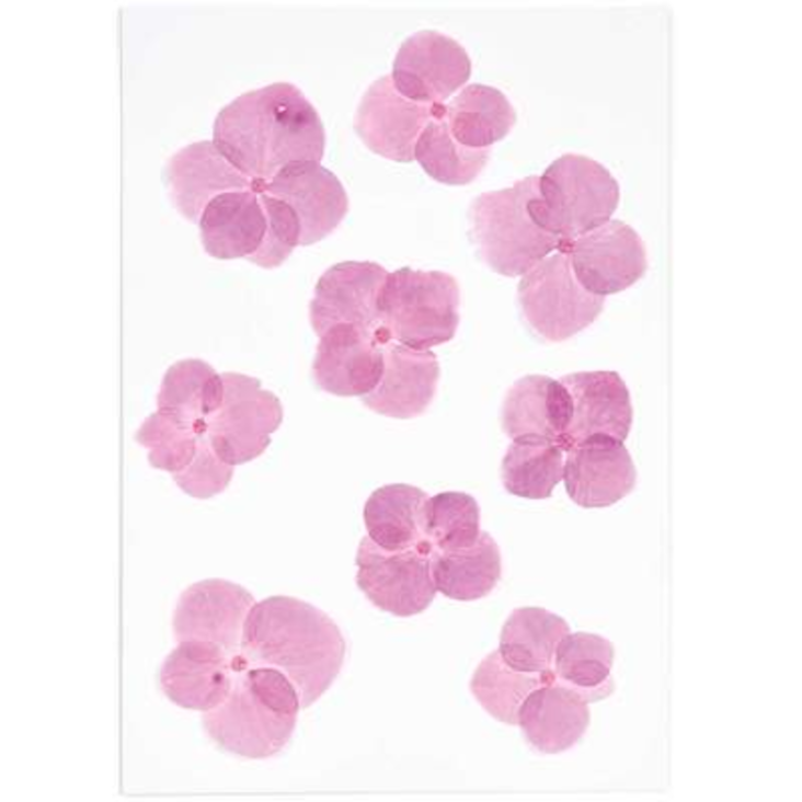 Gepresste Blüten Hortensie Pink
