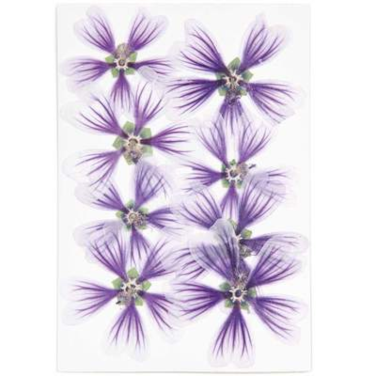 Gepresste Blüten Stockrosen Violett