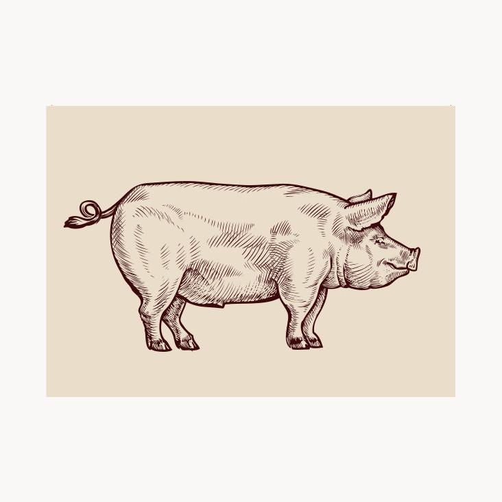 Postkarte Schwein